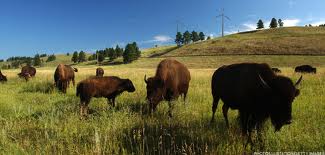 Buffalo & cows in pasture Buffalo & cows in pasture