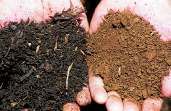 Compare soil with high organin matter vs. low organic matter Compare soil with high organin matter vs. low organic matter