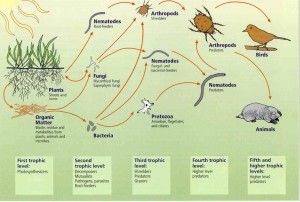 soil food